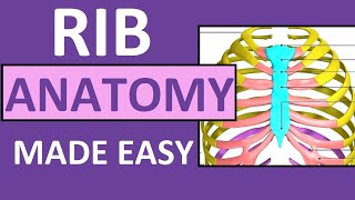 Rib Anatomy  True Ribs False Ribs Floating Ribs  Typical vs Atypical Ribs [upl. by Ahsiekar506]