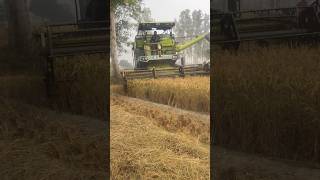 Harvester Machine working😱😱 harvester haryana tech machine diesel engine shorts feed [upl. by Ingrid]