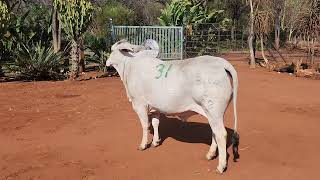 AU ALBIDUS BRAHMAN PRODUCTION AUCTION 26 OCT 2024 11H WARMBAD VEEMARK BELA BELA [upl. by Jari972]