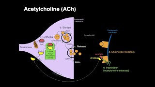 Acetylcholine ACh [upl. by Keeryt410]