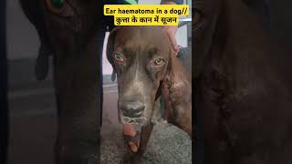 Aural or ear haematoma in a dogdog ke kan me sujan [upl. by Herwin]