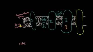 Electron Transport Chain  Respiration in Plants  Biology  Khan Academy [upl. by Ducan740]