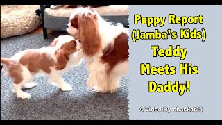 Puppy Report Jambas Kids  Teddy Meets His Daddy [upl. by Ettezus]