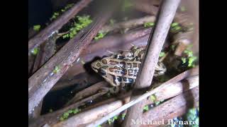 Pickerel Frog Calling in Ohio [upl. by Wier]