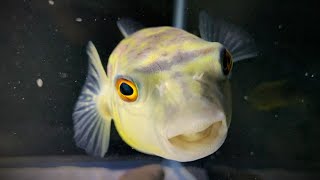 The MOST AGGRESSIVE PUFFER FISH on the PLANET  LIVE FEEDING [upl. by Naig]