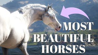 TOP 10 MOST BEAUTIFUL HORSES IN RED DEAD REDEMPTION 2  Pinehaven [upl. by Rahsab353]