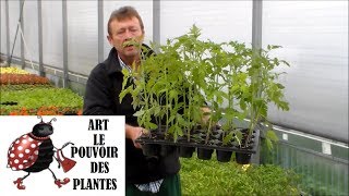 Chaine tv de JardinageSemis de tomatesentretientaillearrosageComment faire un semis de tomates [upl. by Erny]