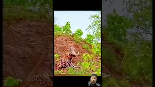 Warthog🐗🆚 leopard🐆warthog wildlife leopard wildanimals viralvideo trending ytshorts [upl. by Ainitsirhc]