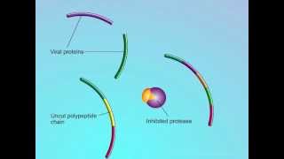 HIV Mechanisms of Action of Protease Inhibitors PIs [upl. by Marven]