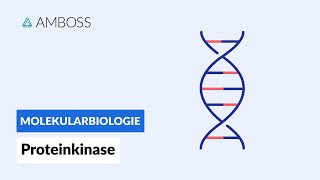 Proteinkinasen  Biochemie  AMBOSS Video [upl. by Sonnie200]