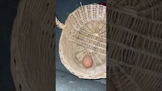 Harvesting the hens eggs 662 part 2 hen hatchingeggs eggs freerangeeggs moreeggs [upl. by Nner124]