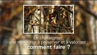 Le châtaignier une ressource à préserver et à valoriser  comment faire [upl. by Safoelc]