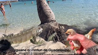 GUADELOUPE 🇬🇵 De la POULE🐓 à l’IGUANE🦎 sur la plage entre lagon et cocotiers  Découverte [upl. by Mcevoy]