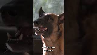 Belgian Malinois The Untold Secrets of this Incredible Dog Breed [upl. by Erminia]