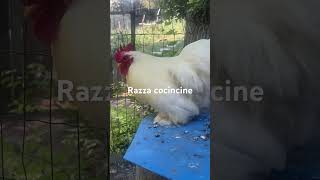 Razza cocincine campagna mondo nature amoreperglianimali galline oggi viral pertutti [upl. by Plotkin]