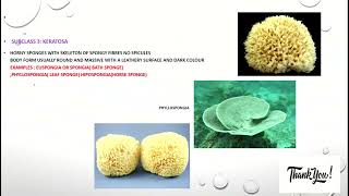 PHYLUM PORIFERA CLASSIFICATION [upl. by Airdnekal]