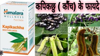 Himalaya Kapikachhu ll Himalaya Tab Benefits in Hindi l Benefits Of Konch Beej l Kapikachhu Benefits [upl. by Itnahsa]