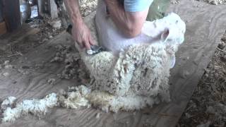 Machine Shearing Instruction [upl. by Huldah190]