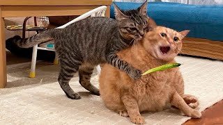 😂 Best Cats Videos 🐶 Funny Cats Moments ❤️😍 [upl. by Lamb]