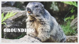 Groundhog screaming  Woodchuck call  Groundhog sound  Whistlepig [upl. by Aicella]