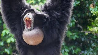 Siamang Gibbons 02  howling and performance [upl. by Bennion]