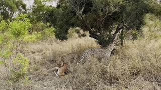 Two cheetahs hunting and killing an impala [upl. by Dorry]