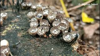 Cyathus striatus  A bird nest fungus [upl. by Ariane]