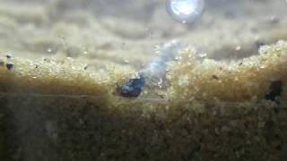 Tiger beetle larvae digging 1MOV [upl. by Hawken]