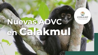 Calakmul cuenta con nuevas Áreas Destinadas Voluntariamente a la Conservación [upl. by Moyna286]