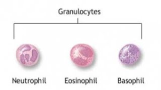 Polymorphonuclear Leukocytes by Dr Mamoona [upl. by Mord471]