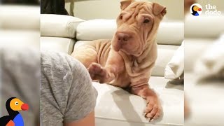 Needy Dog Keeps Tapping Her Mom To Get Her Attention  AVA The Shar Pei  The Dodo [upl. by Rybma]