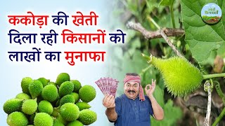 इस सब्ज़ी की खेती करें मुनाफा होगा तगड़ा  Kheti Bhagwani [upl. by Hgiel]