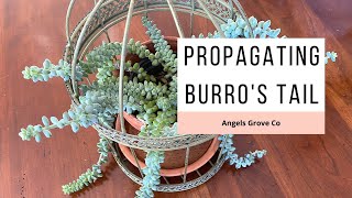 How to Propagate Burros Tail Succulent  Angels Grove Co [upl. by Elleiand702]