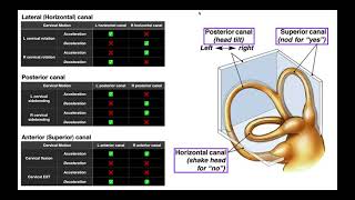 Semicircular Canals EXPLAINED  Structures amp Physiology [upl. by Jania572]