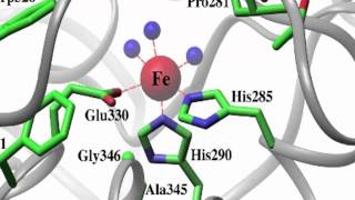 Phenylalanine Hydroxylase [upl. by Aisha]