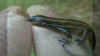 Birth of a Lizard Skink [upl. by Afira750]