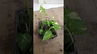 how to grow moneyplant moneyplant indoorplants garden nature gardening youtubeshorts shorts [upl. by Naujaj]