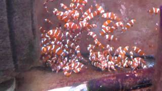 School of Clownfish in HD [upl. by Ibbison]