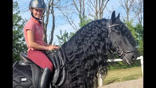 AVERY SPORT Friesian Horses for sale httpswwwblacksterlingfriesianscom questions 4152722112 [upl. by Uel]