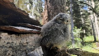 Baby Flammulated Owl Rescue  Owlet to Fledgling [upl. by Sidnarb]