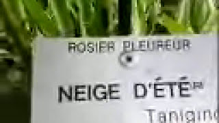 rosier pleureur [upl. by Derril]