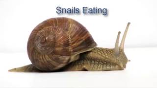 Best of Snails Eating With Radula [upl. by Folger]