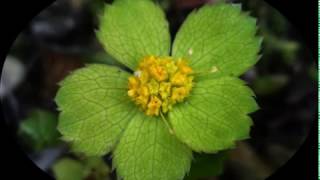 Hacquetia epipactis Dondia [upl. by Joshia]