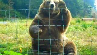 Kodiak Bear Waving [upl. by Figge]