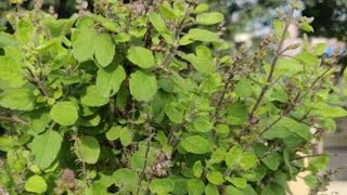 Tulsi aarti🙏🙏 [upl. by Netta869]