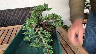 How to Create a Juniper bonsai for cheap Absolute best conifer bonsai for cascade style [upl. by Warfeld]