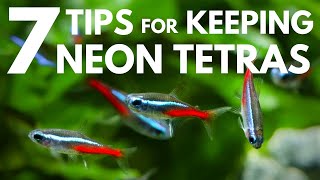 7 Tips for Keeping Neon Tetras in an Aquarium [upl. by Farrington]