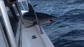 Kayakers Encounter Basking Shark Off The Coast of Ireland [upl. by Alberto442]