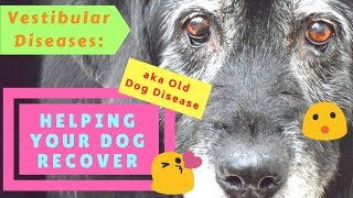 Vestibular Diseases Old Dog Disease Helping Your Dog Recover [upl. by Gittel865]