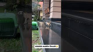 MEERKAT ALSHAD MAKIN LINCAH AJA😱 [upl. by Aniz]